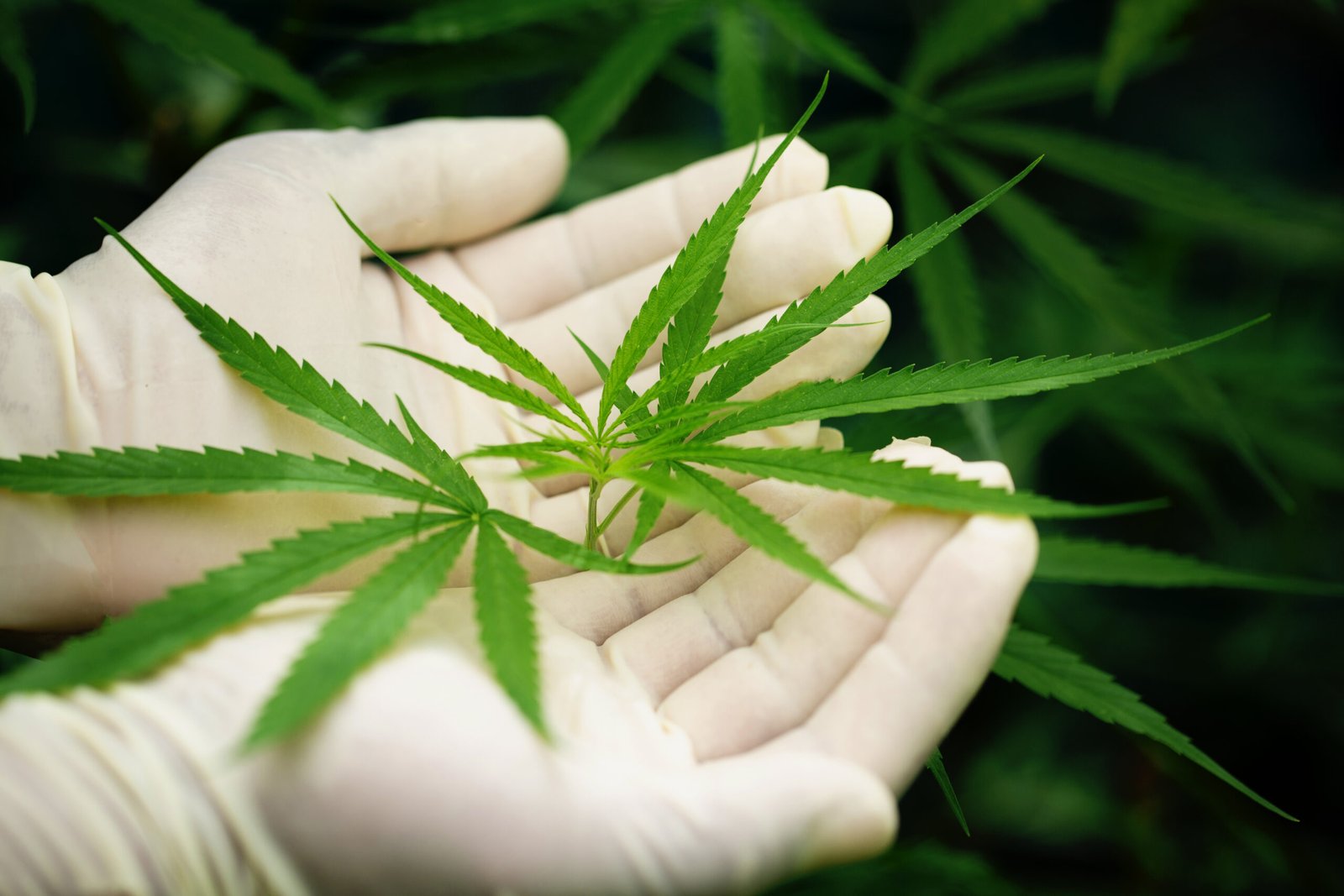 CBD and THC