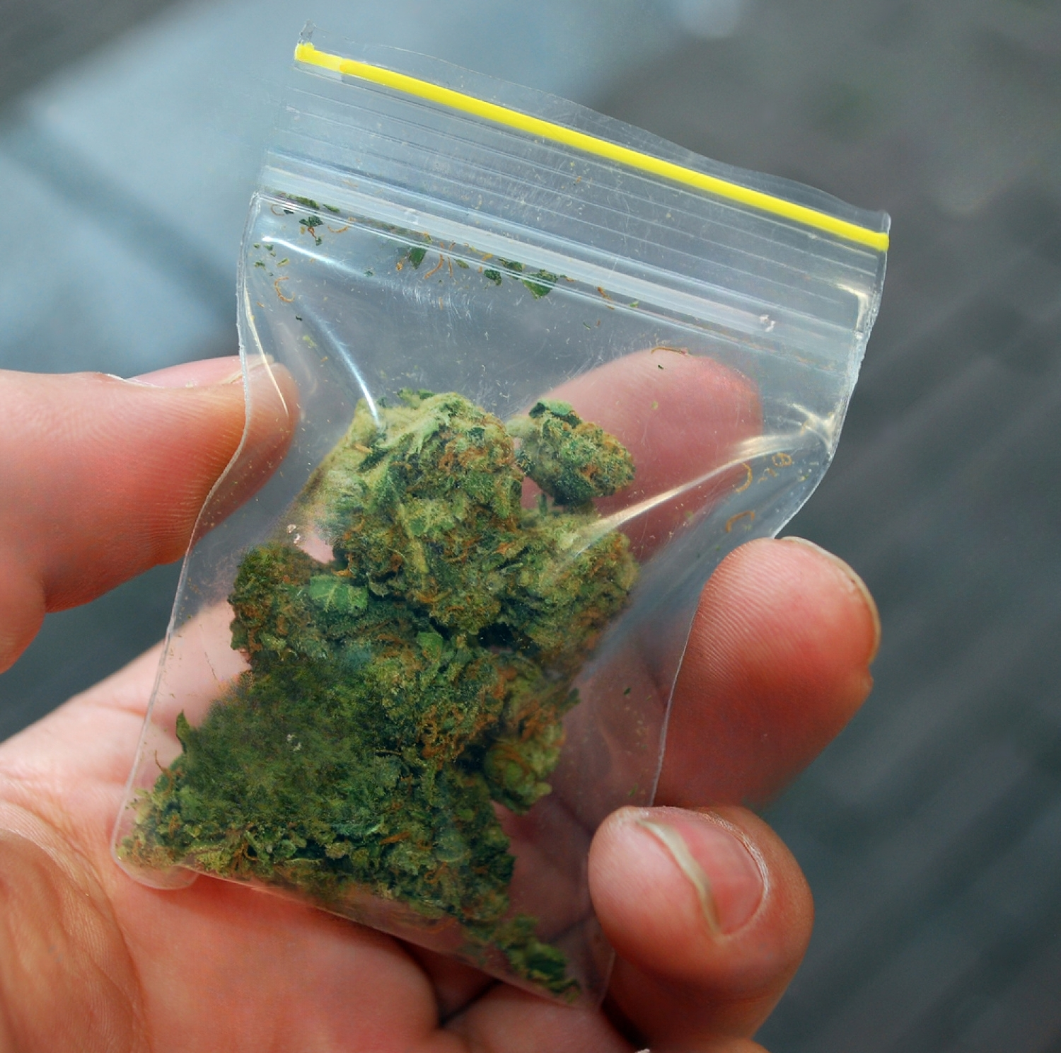 Cannabis Allergy Symptoms