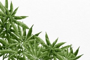 Synthetic Cannabis